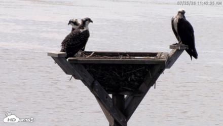 Blackwater Wildlife Refuge Osprey River Platform Live Cam - Jul 25, 2026, 11:44am EDT