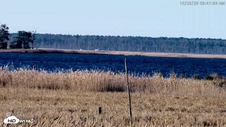 Blackwater Wildlife Refuge Osprey River Platform Live Cam - Oct 23, 2026, 8:42am EDT