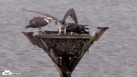 Blackwater Wildlife Refuge Osprey River Platform Live Cam - Jul 27, 2026, 1:00pm EDT