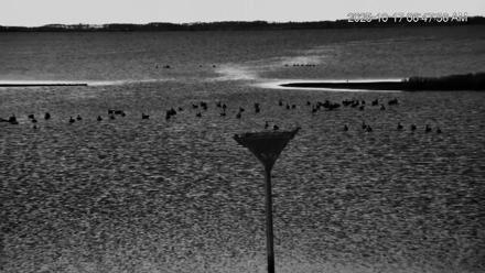 Blackwater Wildlife Refuge Osprey River Platform Live Cam - Oct 17, 2025, 6:48am EDT