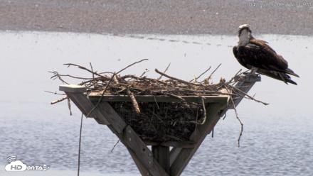 Blackwater Wildlife Refuge Osprey River Platform Live Cam - Apr 15, 2026, 1:13pm EDT