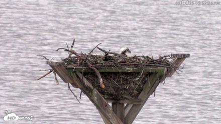 Blackwater Wildlife Refuge Osprey River Platform Live Cam - May 14, 2026, 6:00am EDT