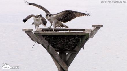 Blackwater Wildlife Refuge Osprey River Platform Live Cam - Aug 14, 2026, 9:49am EDT