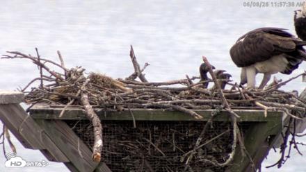 Blackwater Wildlife Refuge Osprey River Platform Live Cam - Jun 8, 2026, 11:58am EDT