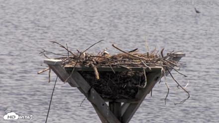 Blackwater Wildlife Refuge Osprey River Platform Live Cam - Apr 17, 2026, 2:15pm EDT