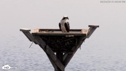 Blackwater Wildlife Refuge Osprey River Platform Live Cam - Aug 24, 2026, 1:45pm EDT