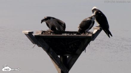 Blackwater Wildlife Refuge Osprey River Platform Live Cam - Jul 31, 2026, 9:40am EDT