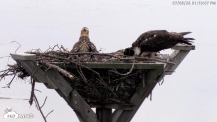 Blackwater Wildlife Refuge Osprey River Platform Live Cam - Jul 8, 2026, 1:18pm EDT