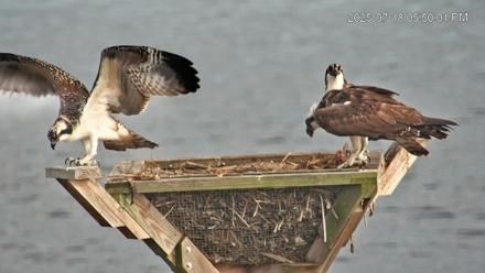 Blackwater Wildlife Refuge Osprey River Platform Live Cam - Jul 18, 2025, 5:51pm EDT