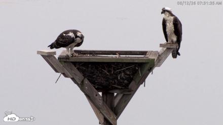 Blackwater Wildlife Refuge Osprey River Platform Live Cam - Aug 12, 2026, 7:32am EDT