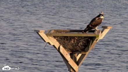 Blackwater Wildlife Refuge Osprey River Platform Live Cam - Sep 3, 2026, 6:12pm EDT