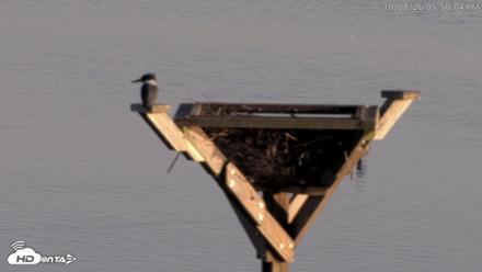 Blackwater Wildlife Refuge Osprey River Platform Live Cam - Oct 8, 2026, 5:50pm EDT