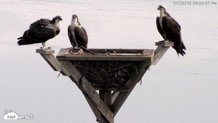 Blackwater Wildlife Refuge Osprey River Platform Live Cam - Jul 25, 2026, 3:23pm EDT
