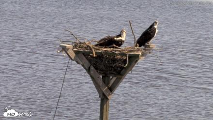 Blackwater Wildlife Refuge Osprey River Platform Live Cam - Apr 10, 2026, 3:14pm EDT