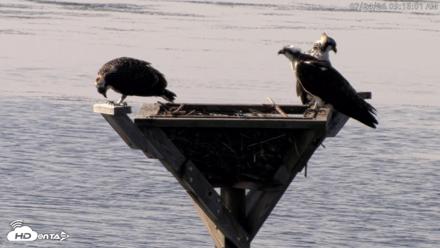 Blackwater Wildlife Refuge Osprey River Platform Live Cam - Jul 24, 2026, 9:16am EDT