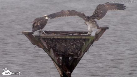 Blackwater Wildlife Refuge Osprey River Platform Live Cam - Jul 27, 2026, 1:00pm EDT