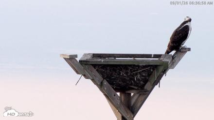 Blackwater Wildlife Refuge Osprey River Platform Live Cam - Sep 1, 2026, 6:37am EDT