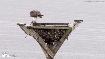 Blackwater Wildlife Refuge Osprey River Platform Live Cam - Aug 22, 2026, 12:00pm EDT