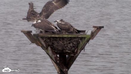 Blackwater Wildlife Refuge Osprey River Platform Live Cam - Jul 27, 2026, 1:01pm EDT
