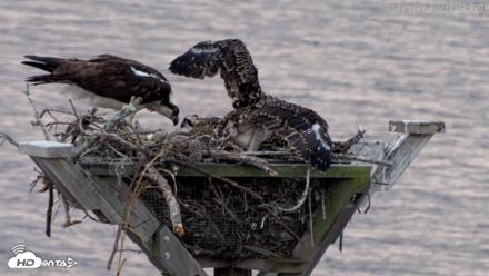 Blackwater Wildlife Refuge Osprey River Platform Live Cam - Jul 1, 2026, 6:10am EDT