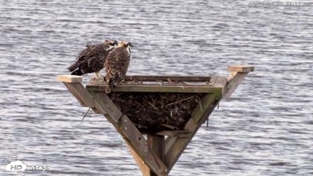 Blackwater Wildlife Refuge Osprey River Platform Live Cam - Aug 2, 2026, 6:36am EDT