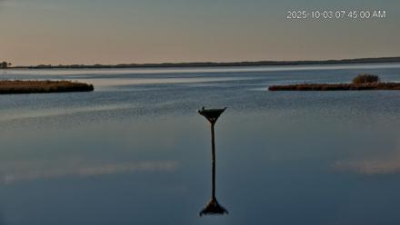 Blackwater Wildlife Refuge Osprey River Platform Live Cam - Oct 3, 2025, 7:45am EDT
