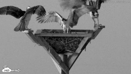 Blackwater Wildlife Refuge Osprey River Platform Live Cam - Jul 26, 2026, 5:32am EDT