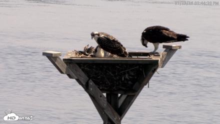 Blackwater Wildlife Refuge Osprey River Platform Live Cam - Jul 23, 2026, 2:45pm EDT