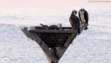Blackwater Wildlife Refuge Osprey River Platform Live Cam - Jul 31, 2026, 6:18am EDT