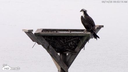 Blackwater Wildlife Refuge Osprey River Platform Live Cam - Aug 14, 2026, 9:03am EDT