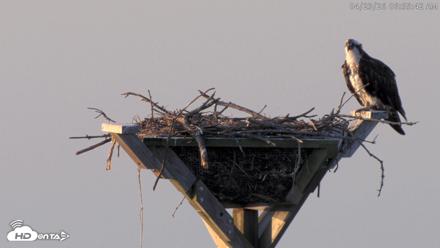 Blackwater Wildlife Refuge Osprey River Platform Live Cam - Apr 23, 2026, 6:56am EDT