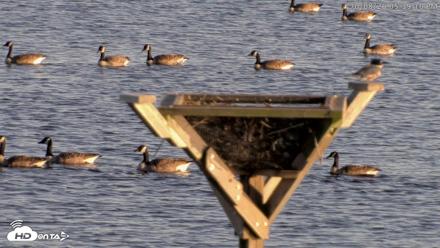 Blackwater Wildlife Refuge Osprey River Platform Live Cam - Oct 8, 2026, 5:40pm EDT