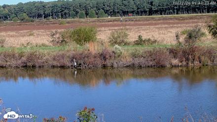 Blackwater Wildlife Refuge Osprey River Platform Live Cam - Oct 22, 2026, 9:48am EDT