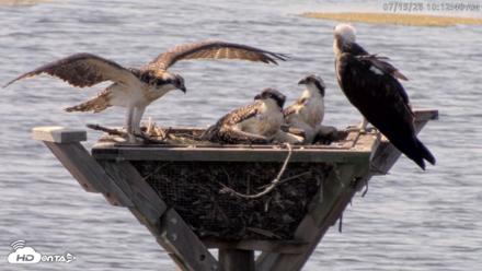 Blackwater Wildlife Refuge Osprey River Platform Live Cam - Jul 15, 2026, 10:13am EDT