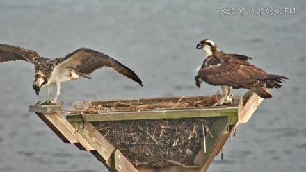 Blackwater Wildlife Refuge Osprey River Platform Live Cam - Jul 18, 2025, 5:51pm EDT
