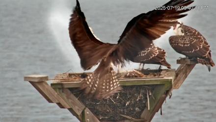 Blackwater Wildlife Refuge Osprey River Platform Live Cam - Jul 19, 2025, 5:41pm EDT