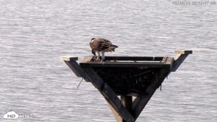 Blackwater Wildlife Refuge Osprey River Platform Live Cam - Aug 29, 2026, 8:56am EDT