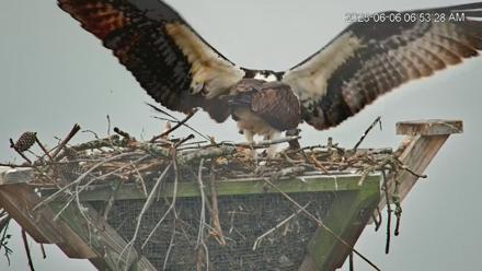 Blackwater Wildlife Refuge Osprey River Platform Live Cam - Jun 6, 2025, 6:54am EDT