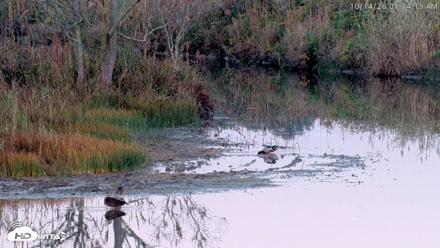 Blackwater Wildlife Refuge Osprey River Platform Live Cam - Oct 14, 2026, 7:15am EDT