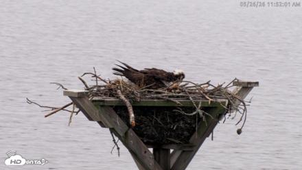 Blackwater Wildlife Refuge Osprey River Platform Live Cam - May 26, 2026, 11:52am EDT