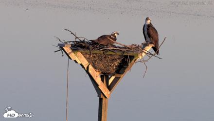 Blackwater Wildlife Refuge Osprey River Platform Live Cam - Apr 11, 2026, 7:14pm EDT