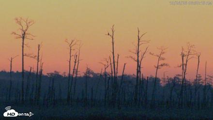 Blackwater Wildlife Refuge Osprey River Platform Live Cam - Oct 26, 2026, 6:51am EDT