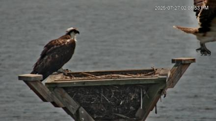 Blackwater Wildlife Refuge Osprey River Platform Live Cam - Jul 27, 2025, 2:10pm EDT