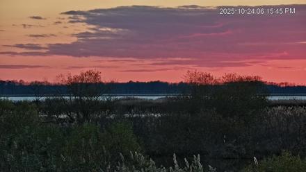 Blackwater Wildlife Refuge Osprey River Platform Live Cam - Oct 24, 2025, 6:16pm EDT