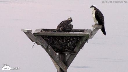 Blackwater Wildlife Refuge Osprey River Platform Live Cam - Aug 12, 2026, 6:21am EDT