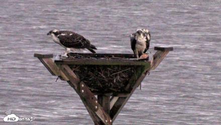 Blackwater Wildlife Refuge Osprey River Platform Live Cam - Jul 28, 2026, 8:07pm EDT