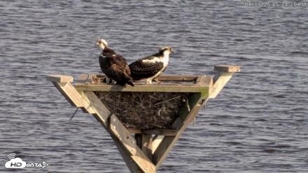 Blackwater Wildlife Refuge Osprey River Platform Live Cam - Aug 5, 2026, 5:25pm EDT