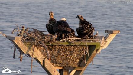 Blackwater Wildlife Refuge Osprey River Platform Live Cam - Jul 3, 2026, 7:39pm EDT