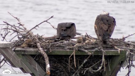 Blackwater Wildlife Refuge Osprey River Platform Live Cam - Jun 10, 2026, 11:29am EDT