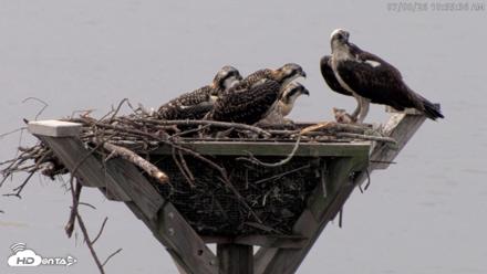 Blackwater Wildlife Refuge Osprey River Platform Live Cam - Jul 8, 2026, 10:56am EDT
